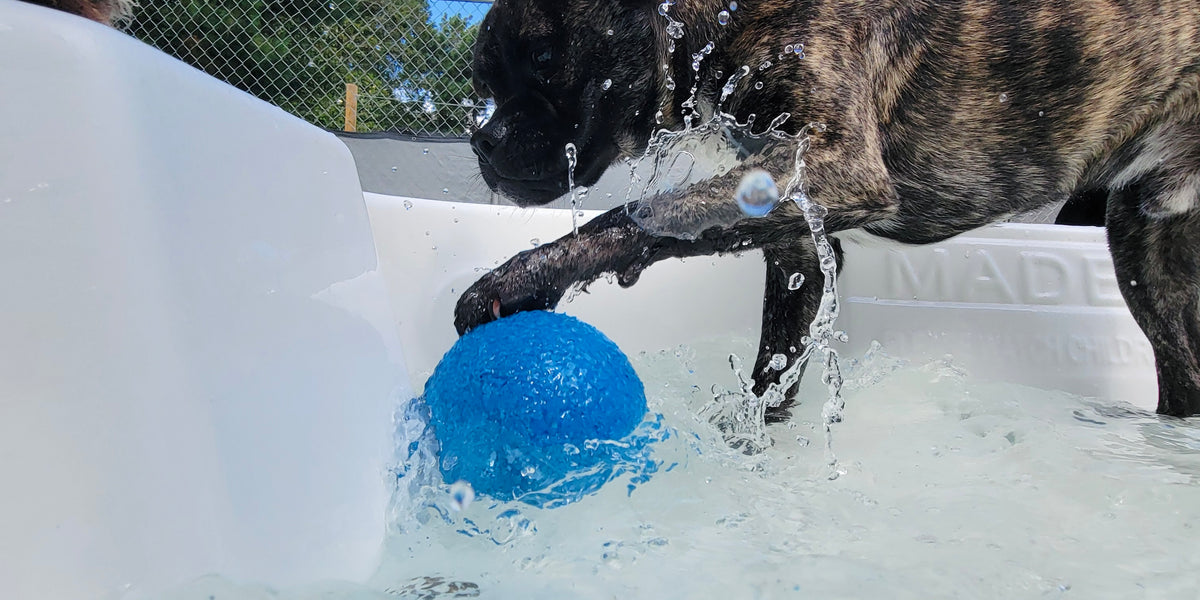 Dog playing with a blue ball in a pool on a sunny day