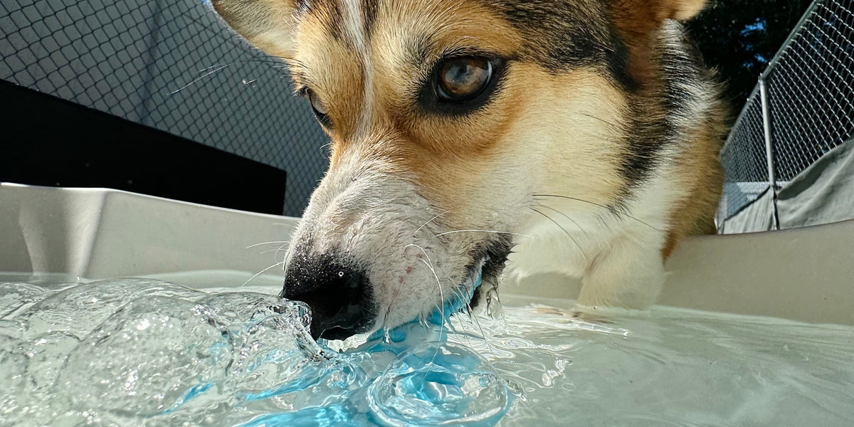 Dog drinking water from a pool on a sunny day
