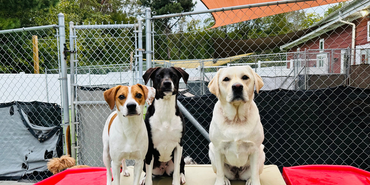 Three dogs sitting on a raised platform with a red border in an outdoor area.