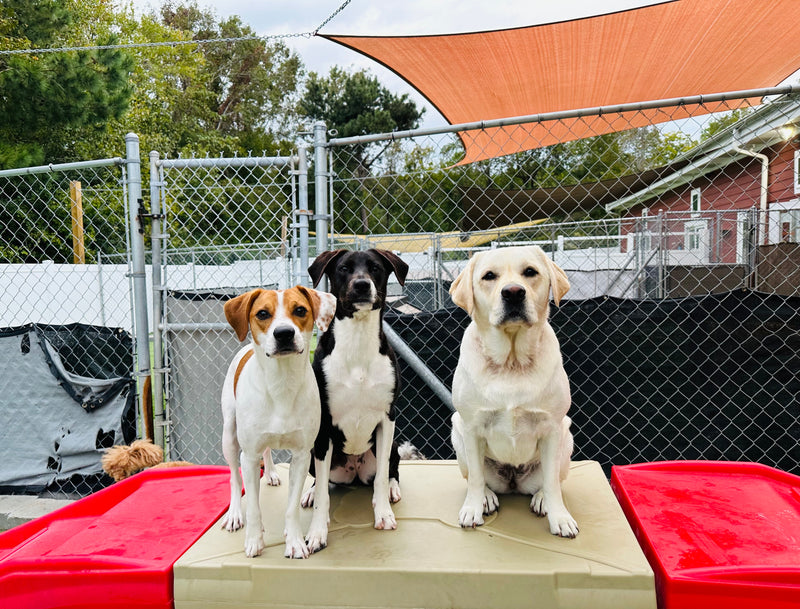 Three dogs sitting on a raised platform with a red border in an outdoor area.