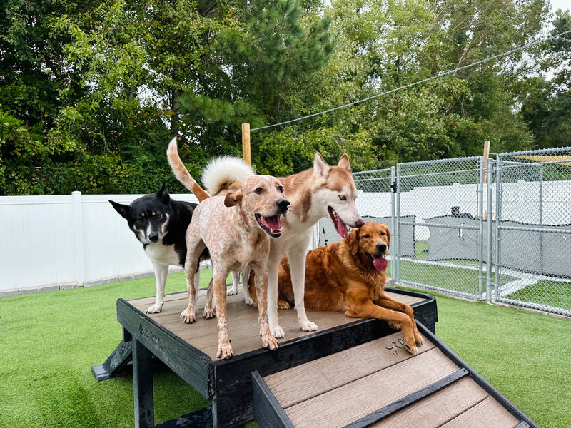 Three dogs on a wooden platform in an outdoor setting with trees and a fence in the background.