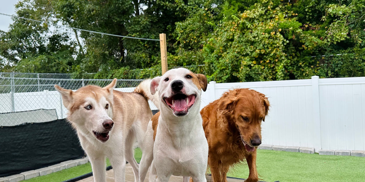 Three dogs on a wooden platform with a green grassy area and trees in the background