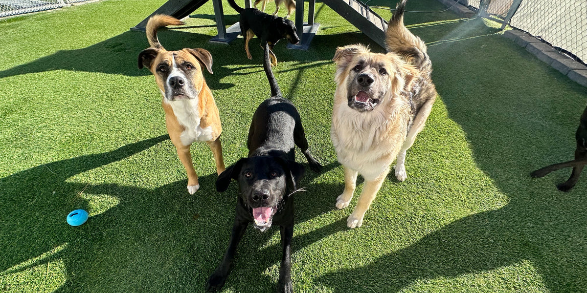 Four dogs in an outdoor play area with a green surface and playground equipment.