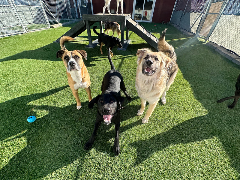 Four dogs in an outdoor play area with a green surface and playground equipment.