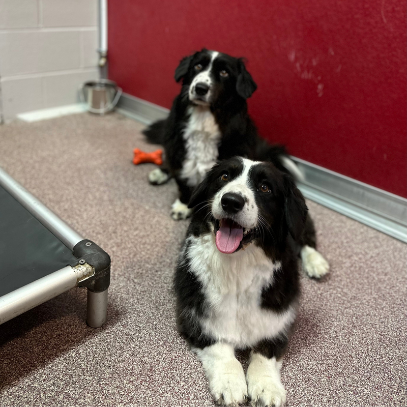 Two black and white dogs sitting on a carpeted floor with a red wall in the background.