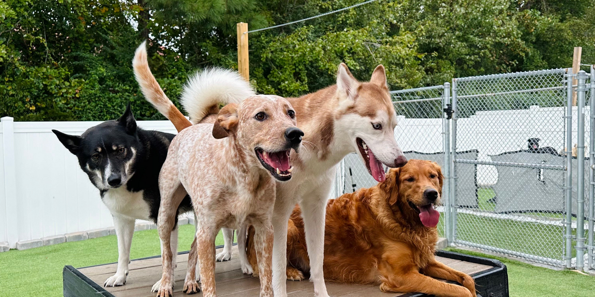 Four dogs on a wooden platform with a green grassy area and trees in the background