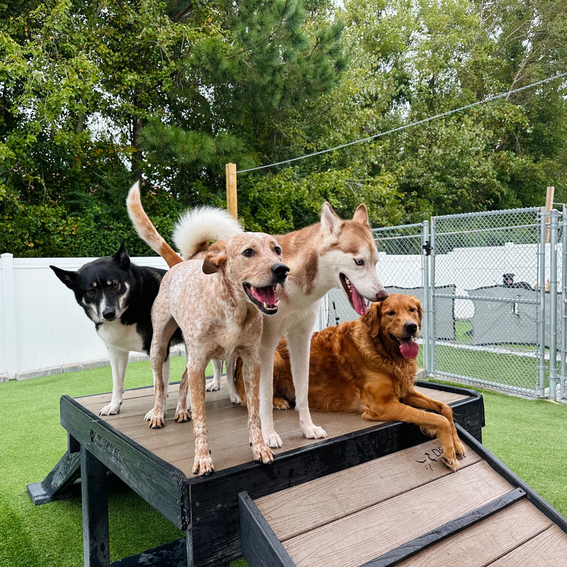 Four dogs on a wooden platform with a green grassy area and trees in the background