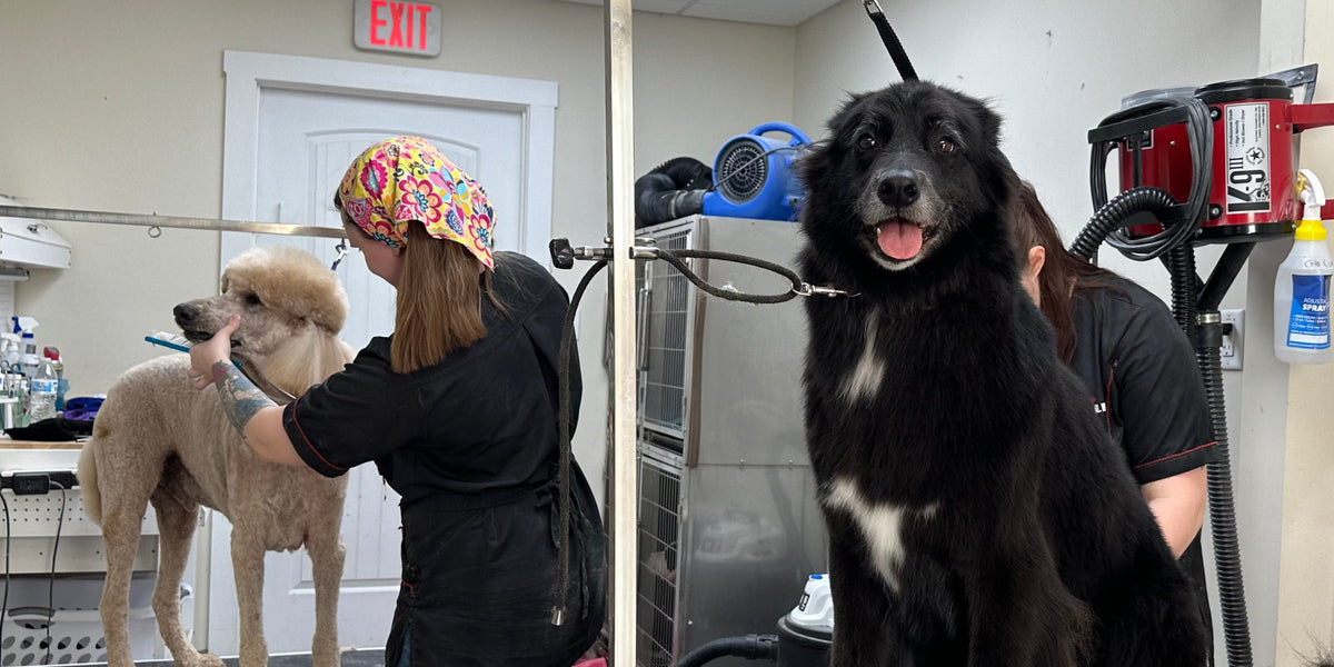 Two dogs being groomed by a person in a veterinary clinic setting.