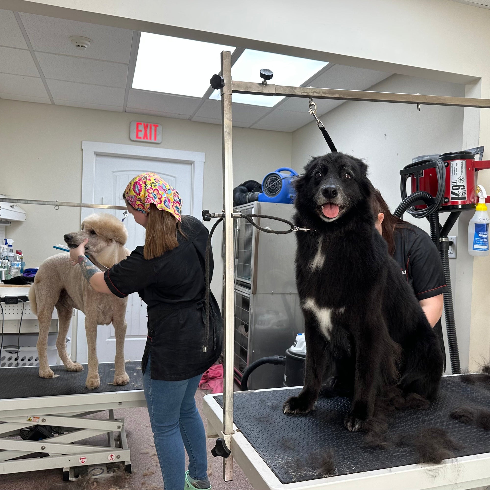 Two dogs being groomed by a person in a veterinary clinic setting.