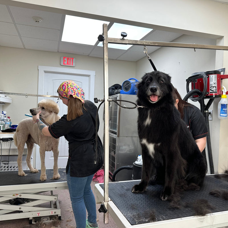Two dogs being groomed by a person in a veterinary clinic setting.