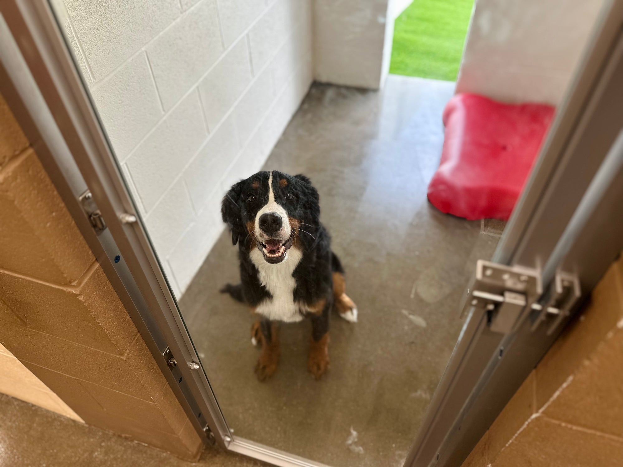 Dog standing inside a building with a open door leading outside.