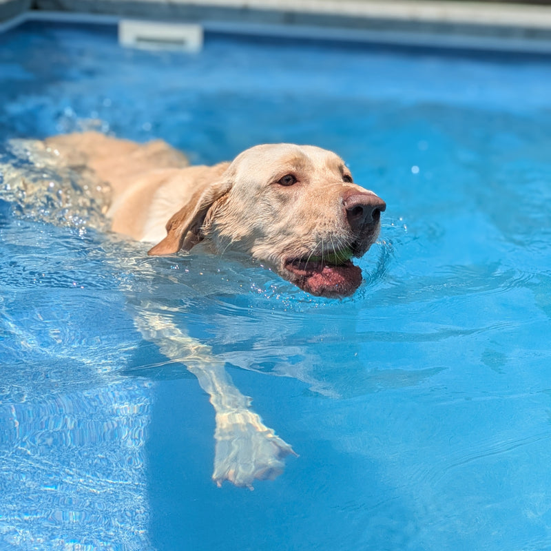 Dog swimming in a pool with clear blue water