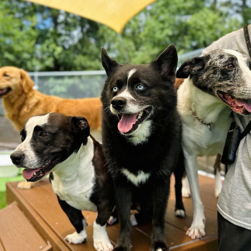 Four dogs on a wooden platform with a person holding a leash.