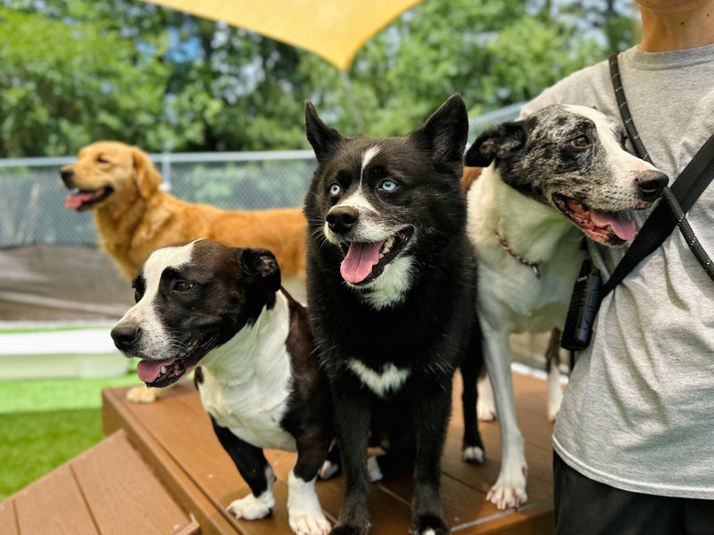 Four dogs on a wooden platform with a person holding a leash.