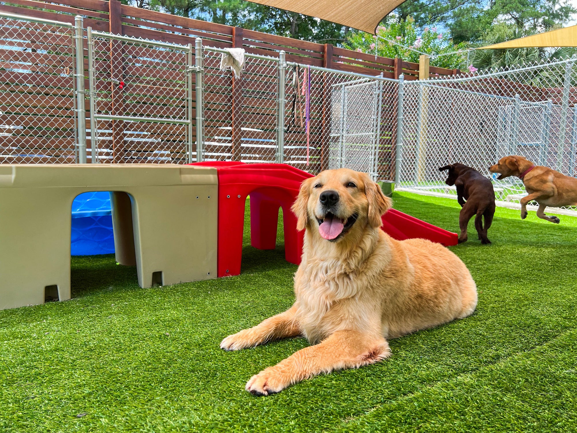 Dog lying on grass in a fenced-in area with play structures