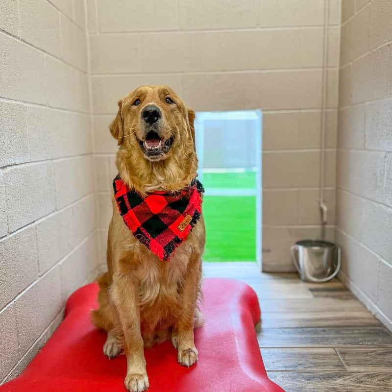 Dog sitting on a red mat in a tiled room with a green door in the background