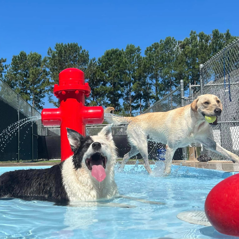 Two dogs playing in a pool with a red fire hydrant and ball.