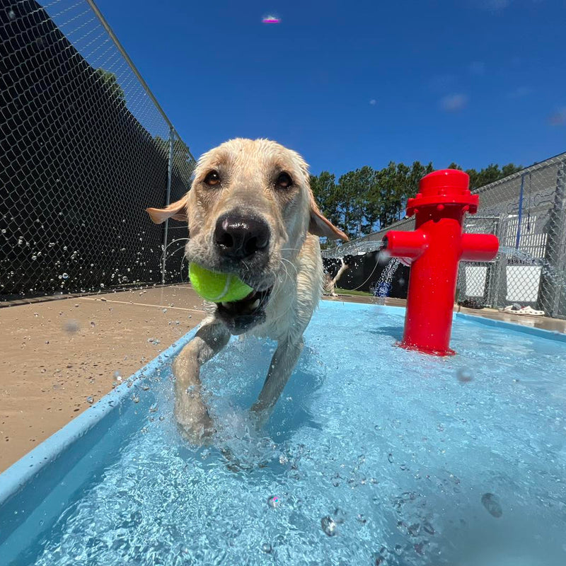 Dog playing with a tennis ball in a pool with a red fire hydrant in the background