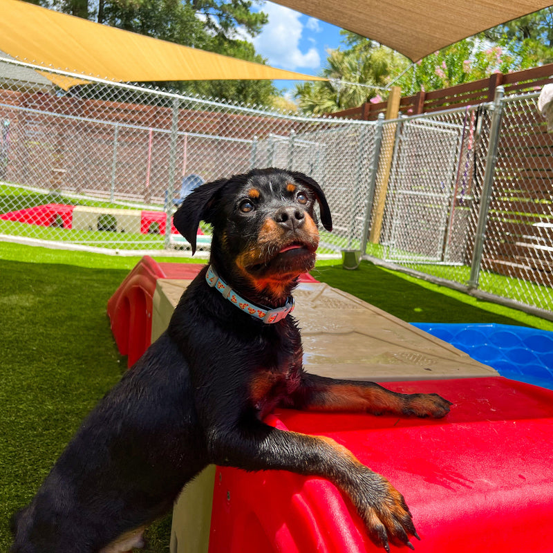Dog on a colorful playground structure in an outdoor play area with green grass and trees.
