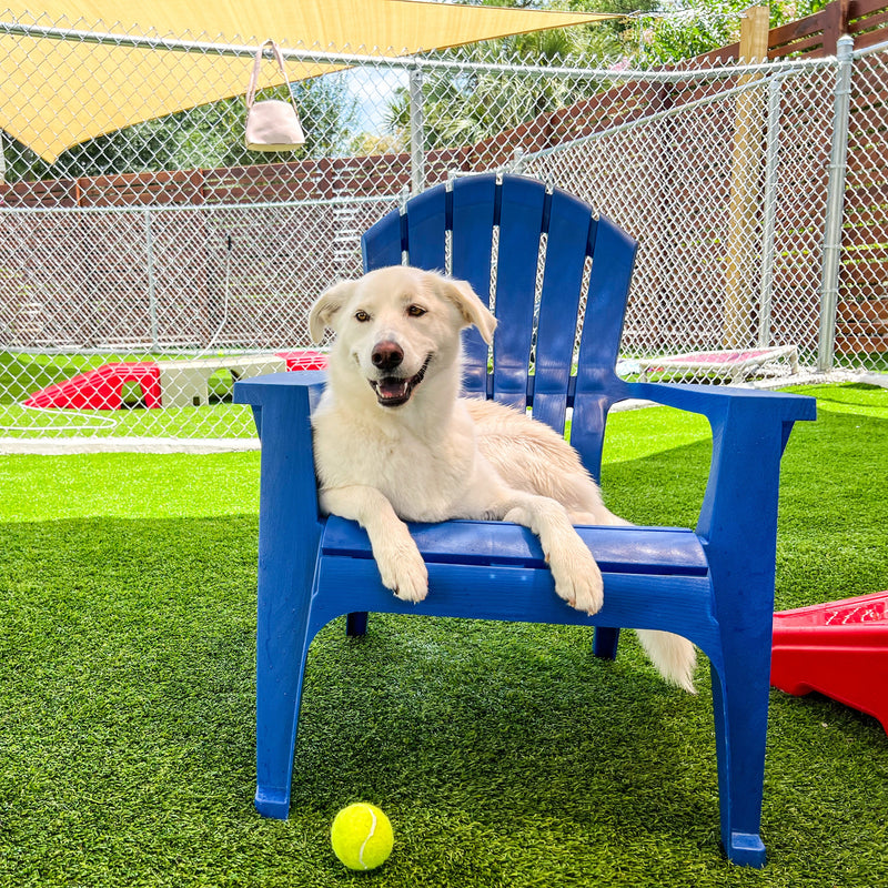 Dog sitting on a blue chair in a fenced yard with a ball nearby