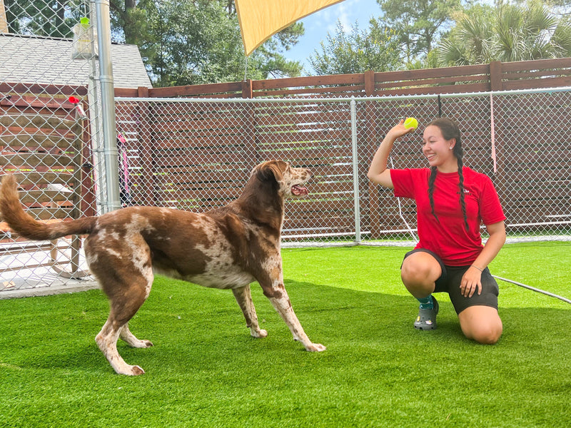 Woman playing fetch with a large dog on a grassy area.