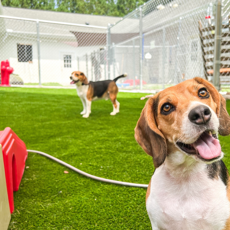 Two dogs in a fenced-in area with green grass and playground equipment.