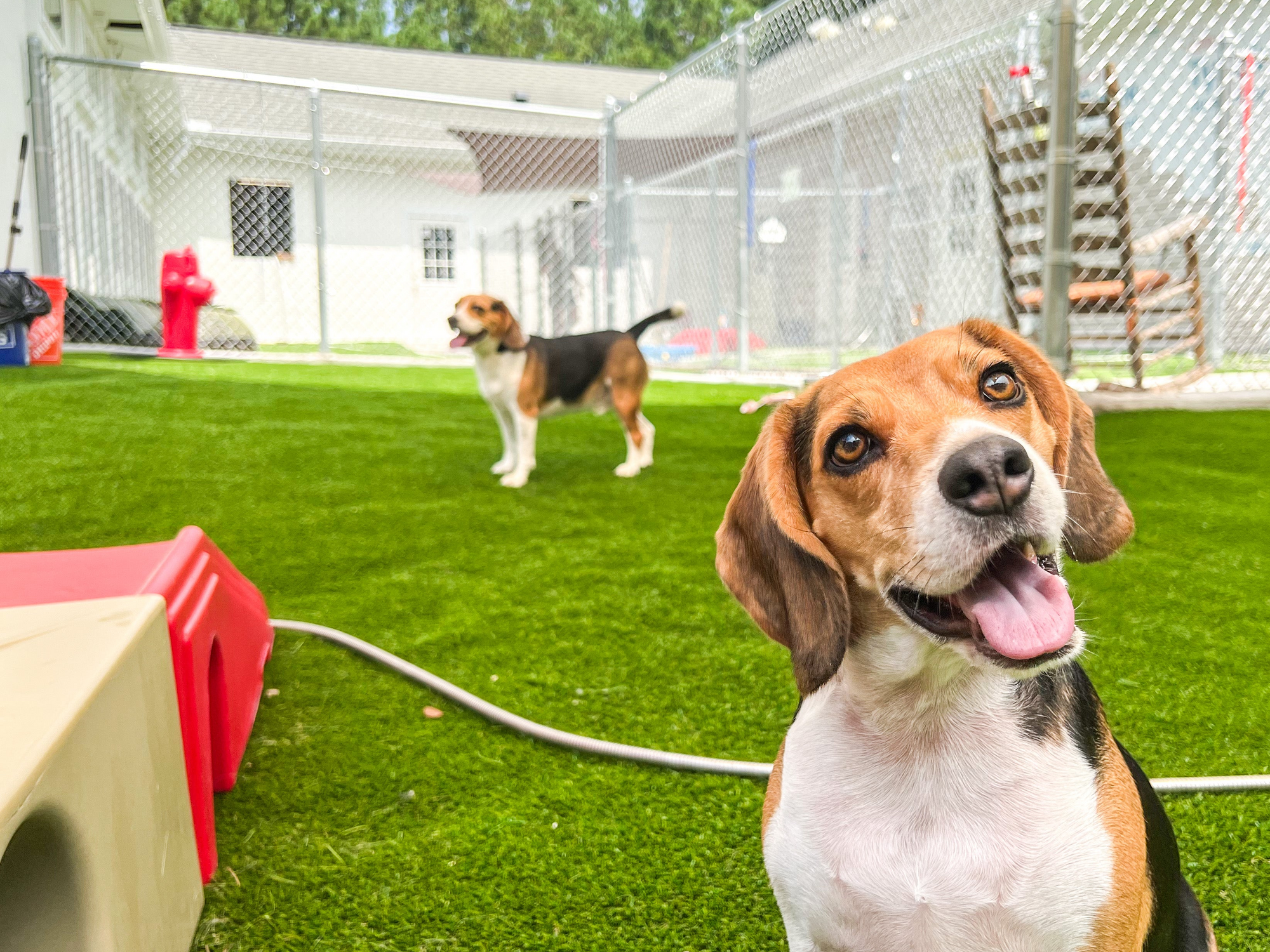 Two dogs in a fenced-in area with green grass and playground equipment.