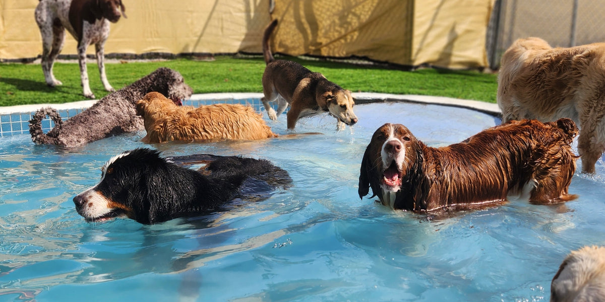 Group of dogs playing in a pool outdoors