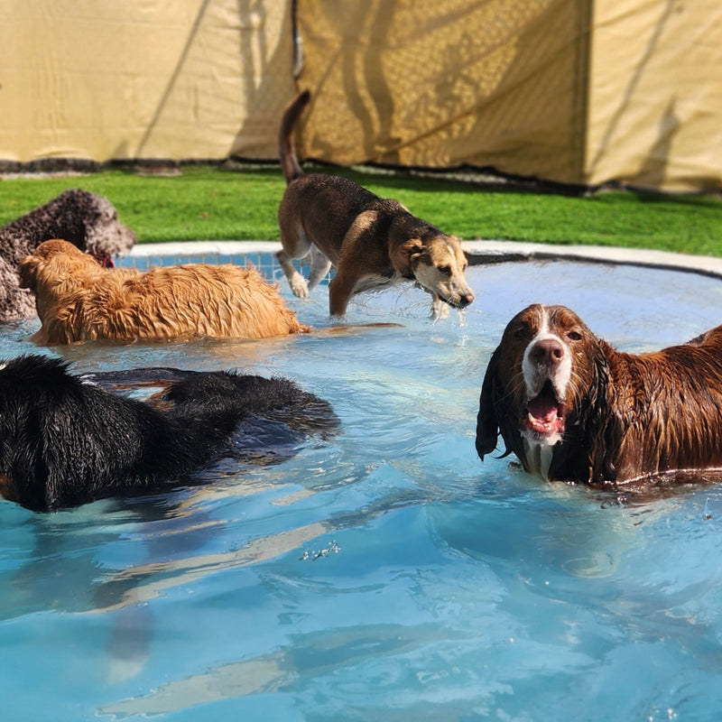 Group of dogs playing in a pool outdoors