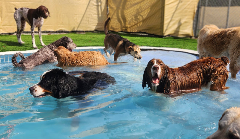 Group of dogs playing in a pool outdoors