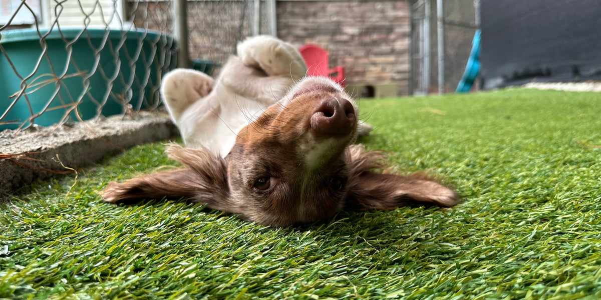 Dog lying on its back 