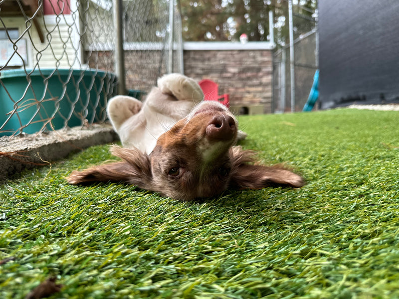 Dog lying on its back 