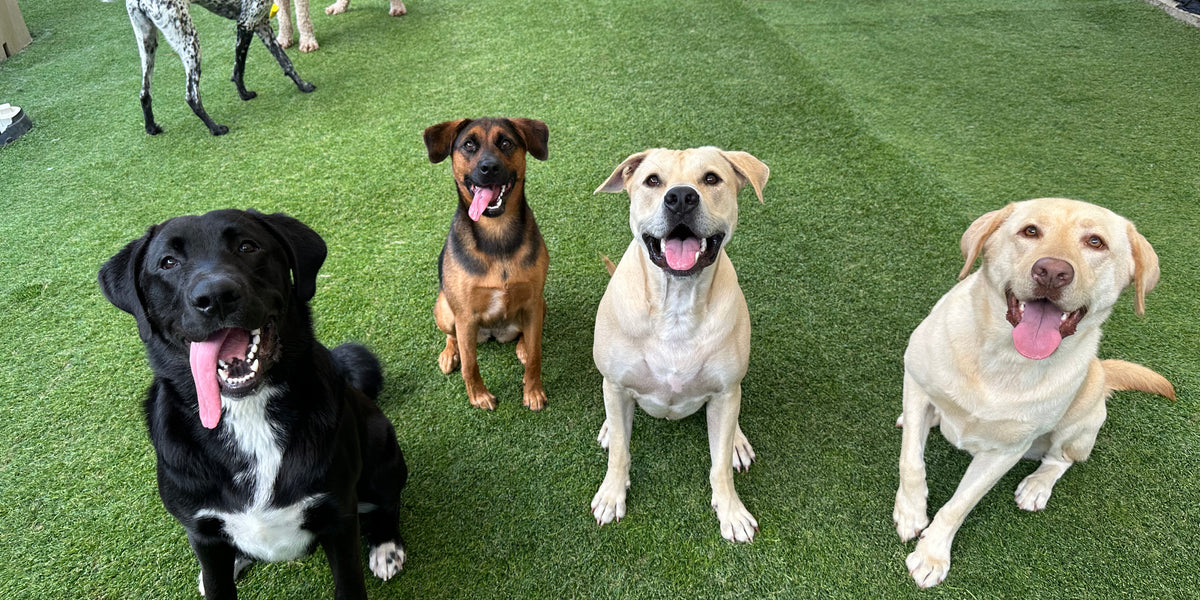 Group of dogs sitting on a grassy area with a pool in the background