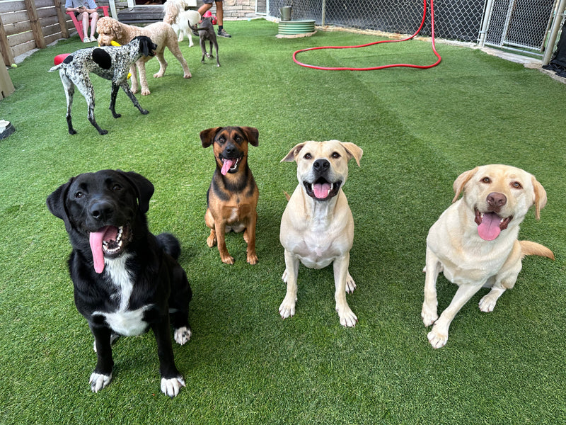Group of dogs sitting on a grassy area with a pool in the background