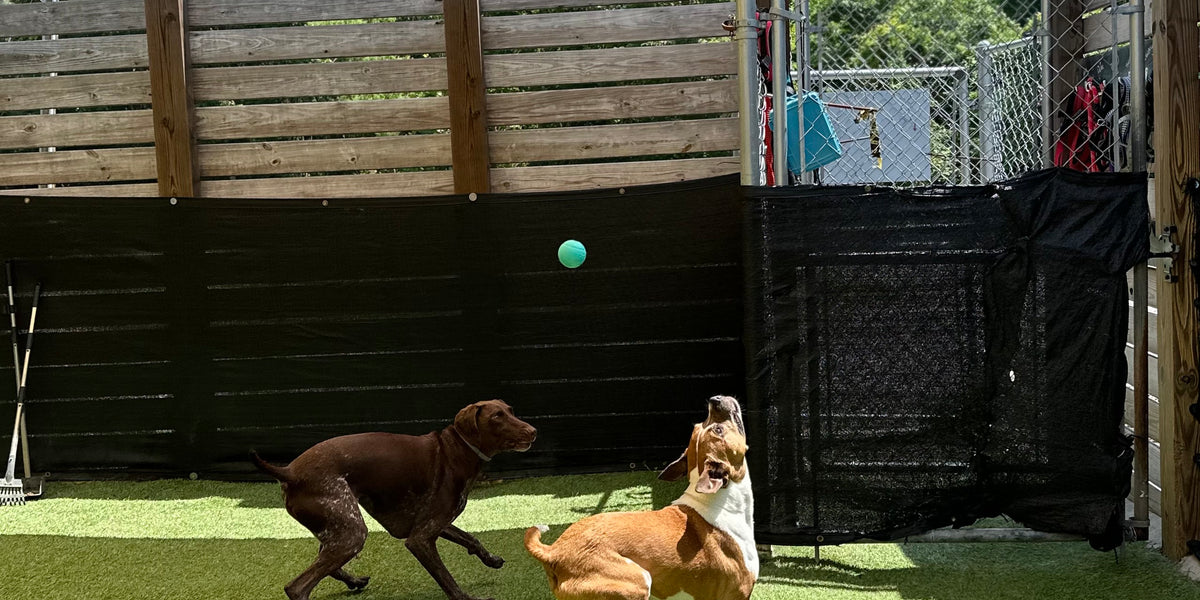 Three dogs playing with a ball on a grassy area with a wooden fence and canopy in the background.