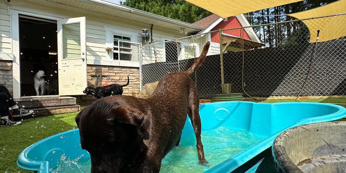 Dog playing in a blue pool with a yellow shade sail in a backyard.
