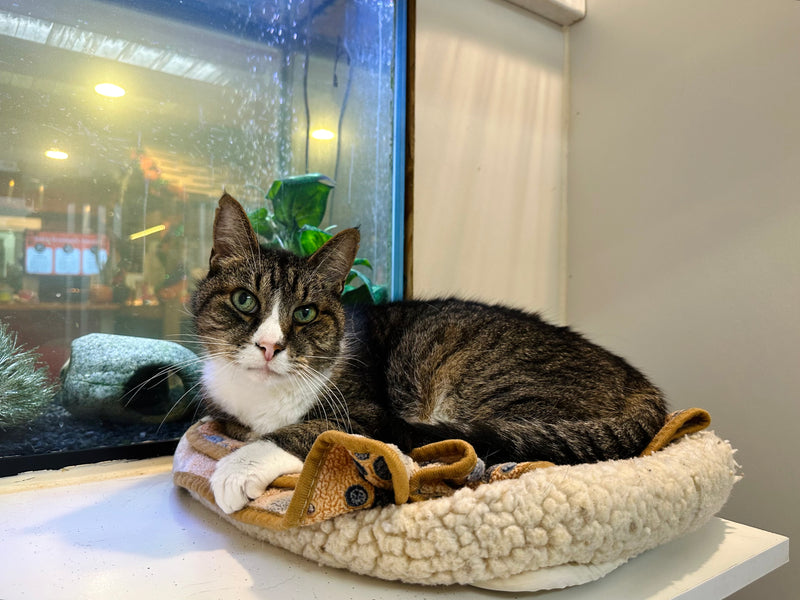 Cat sitting on a cushion next to a fish tank