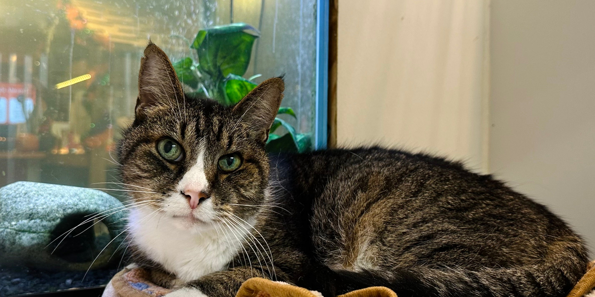 Cat lying on a cushion in front of a fish tank
