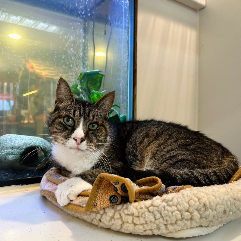 Cat lying on a cushion in front of a fish tank