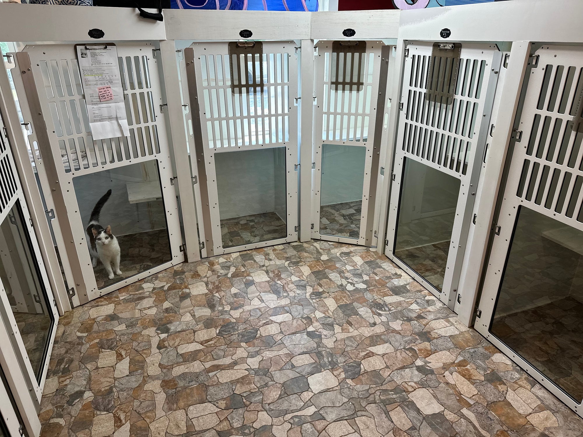Pet kennels with stone flooring and a cat peeking out from one of them.