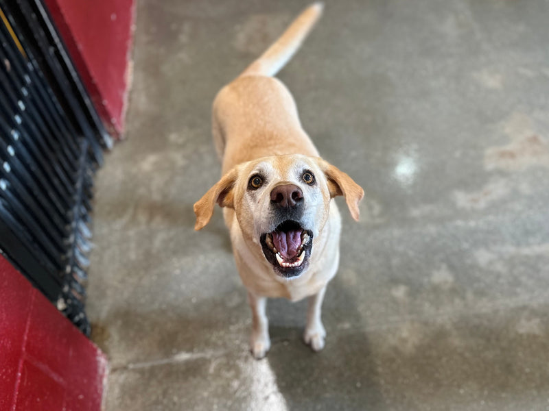 Dog standing in the daycare room