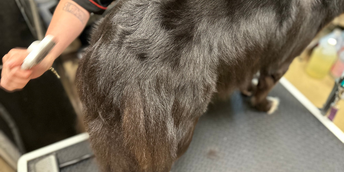 Dog being groomed on a grooming table with a person using a brush.