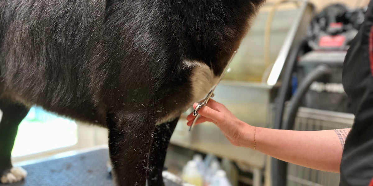 Person grooming a black dog with scissors in a grooming salon.