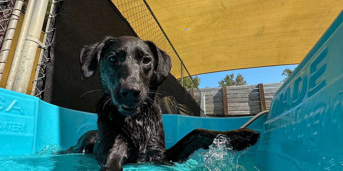 Dog playing in a blue pool under a yellow shade 