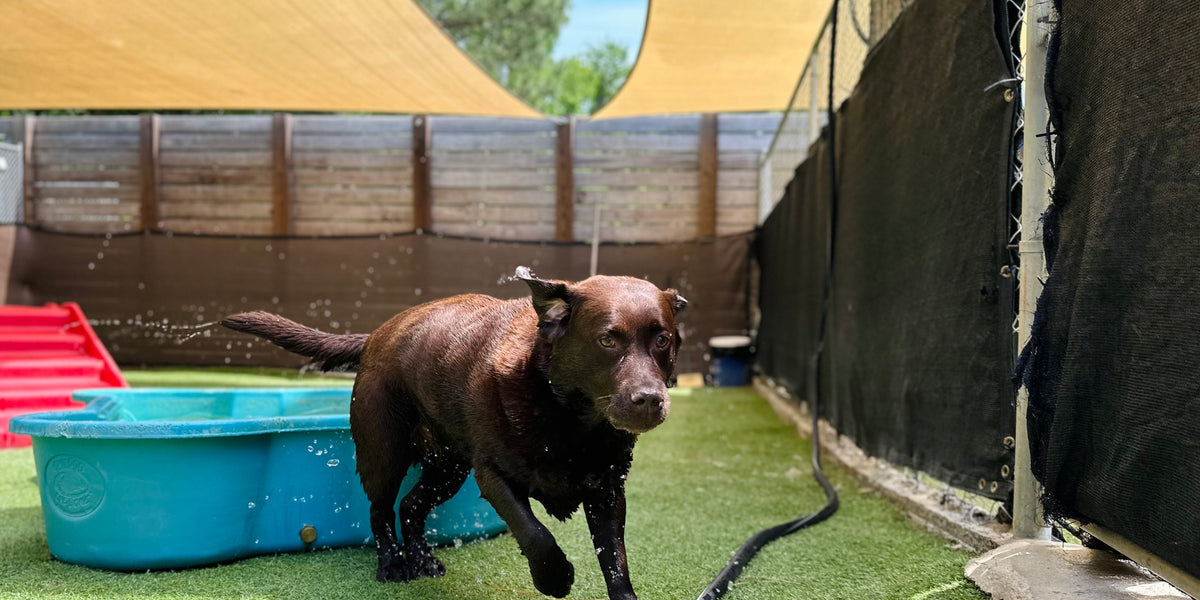 Dog playing with a hose on a grassy area with a pool 
