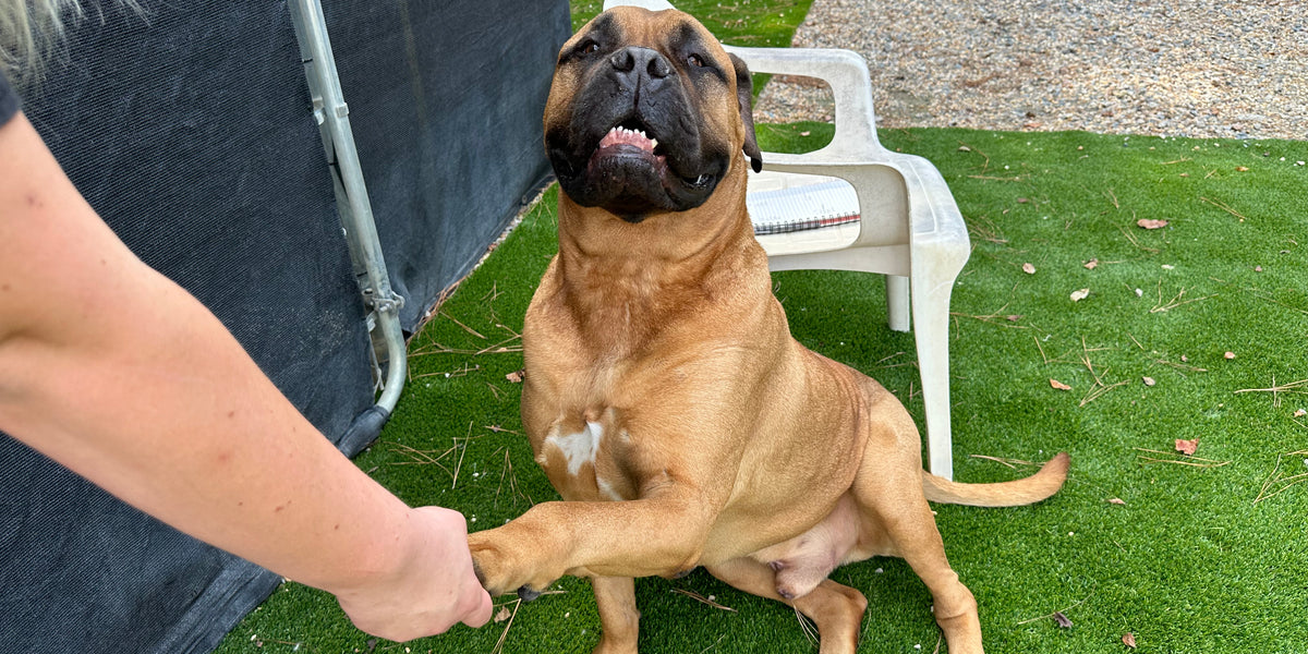 Dog sitting on grass with a person's hand extended towards it