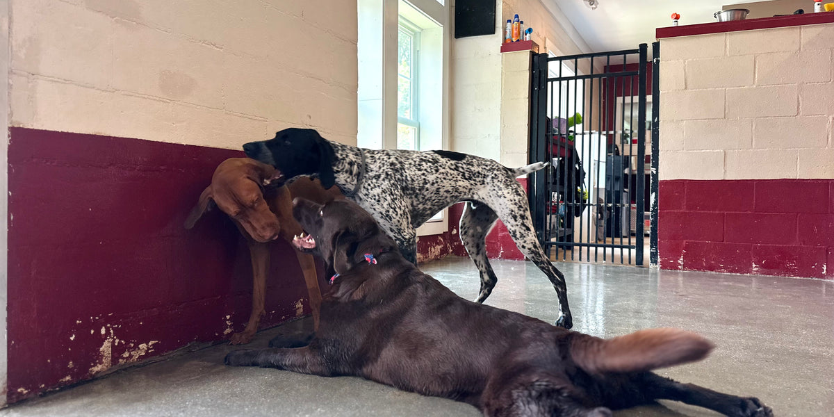 Three dogs in a room with a red and white wall.