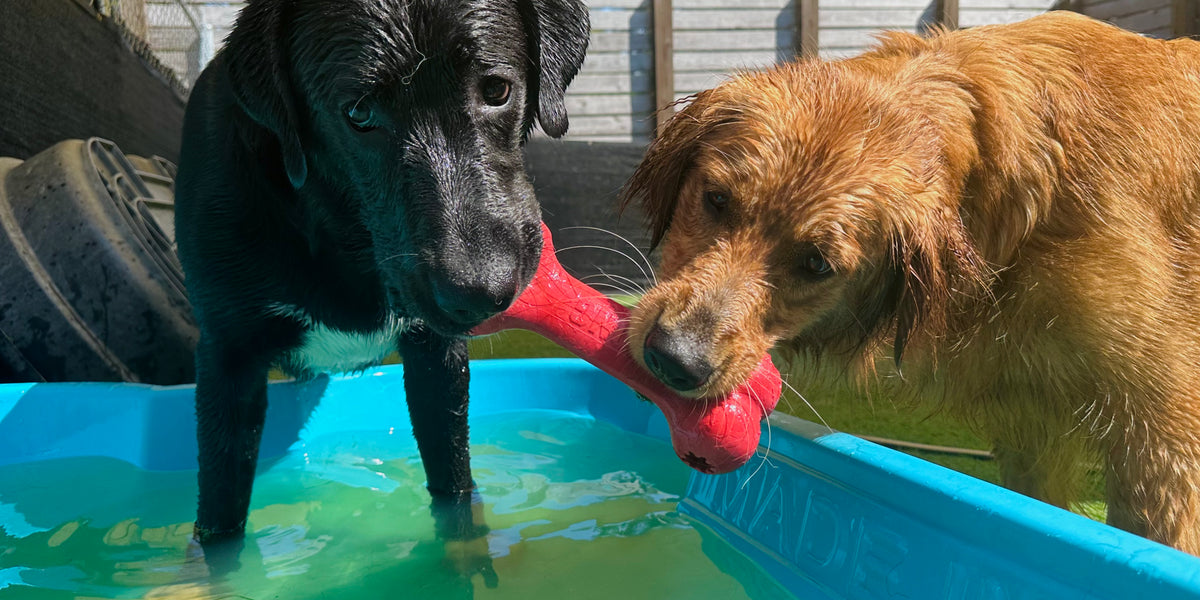 Two dogs playing with a red toy in a pool outdoors.