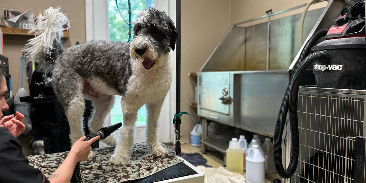 Dog being groomed on a table in a grooming salon with various tools and equipment.