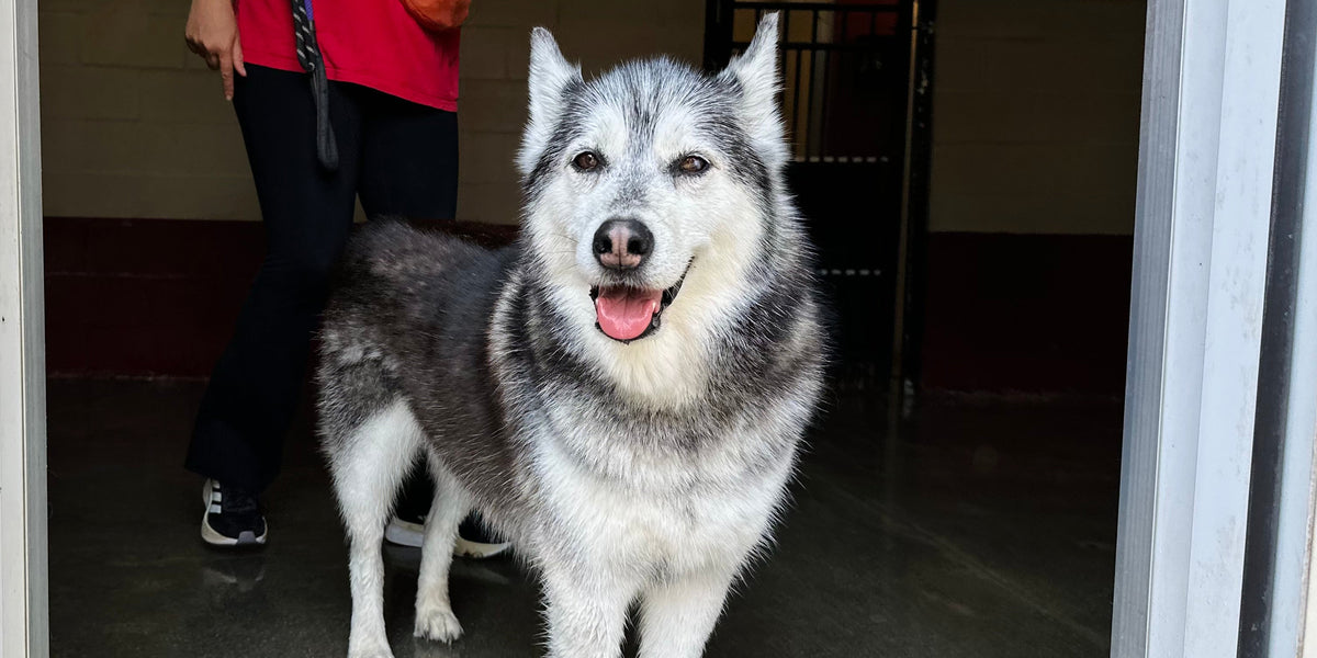 Dog standing in a doorway with a person in the background